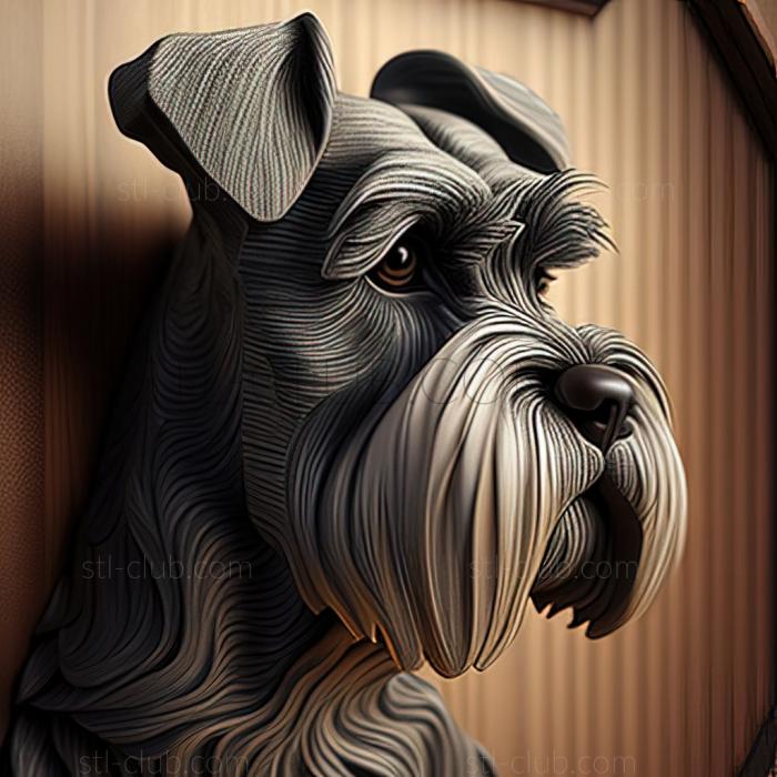 st Zwergschnauzer dog